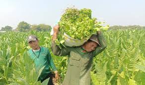 Pengusaha dan Petani Tembakau Kritik Kebijakan Kemasan Polos Rokok, Khawatir Akan Dampak pada Industri